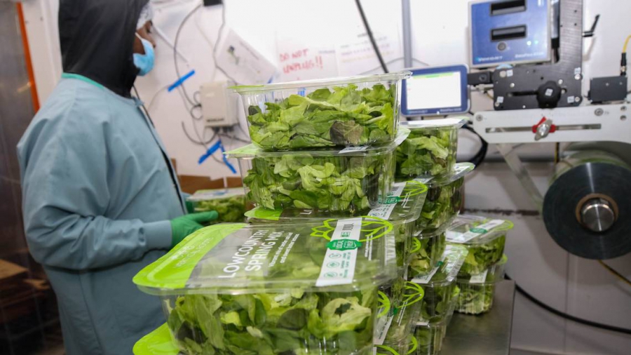 Vertical Roots: Mείωση της χρήσης πλαστικών κατά 30% εξαιτίας της τεχνολογίας στη γεωργία