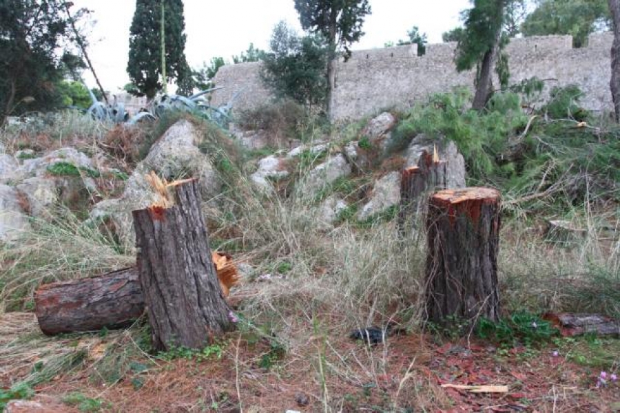 Πρόστιμα για την καταστροφή πρασίνου και τις αυθαίρετες κοπές δέντρων σχεδιάζει ο δήμος Θεσσαλονίκης