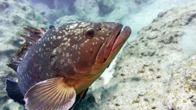 Επιστήμονες ανακάλυψαν τι νιώθουν τα ψάρια όταν τα παρακολουθούμε (phys.org)