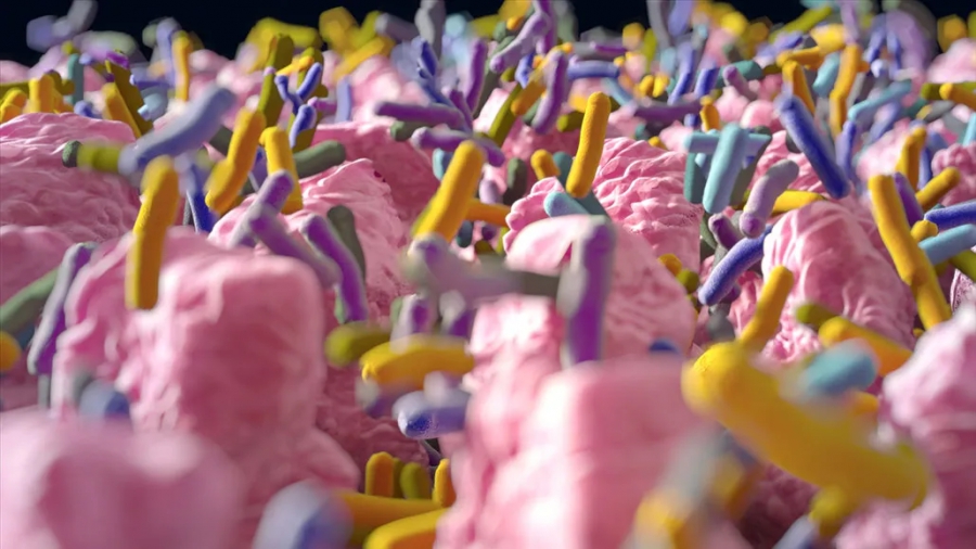 Βακτήρια που κάνουν ωτοστόπ μπορούν να δώσουν στους οικοδεσπότες τους υπερδύναμη (phys.org)