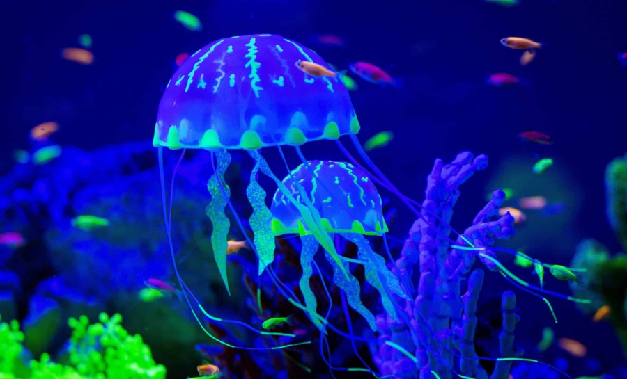 Μέδουσες στην υπηρεσία της επιστήμης- Φωτίζουν τα μυστικά του βυθού (indiandefencereview.com)