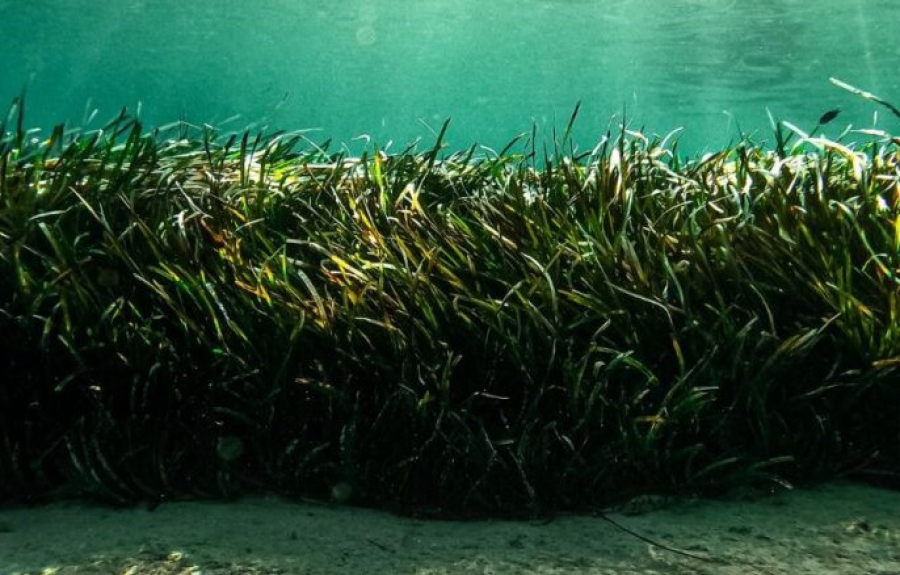 Τα φύκια μπορούν να μειώσουν τη θερμοκρασία της γης και να απομακρύνουν μόνιμα το CO₂