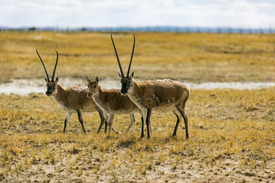 Αντιλόπη- ρομπότ βοηθά στην διατήρηση της άγριας ζωής (Interesting Engineering)