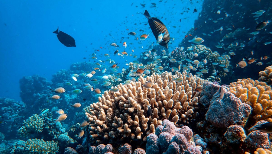 Mπορούμε ακόμα να σώσουμε τον πληνήτη ή ερχονται τεράστιες αλλαγές; (sustainability-times.com)