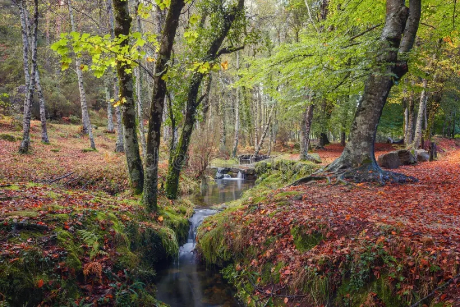 Η Πορτογαλία θα πληρώσει 10 εκατ. πρόστιμο για ελλιπή προστασία της βιοποικιλότητας
