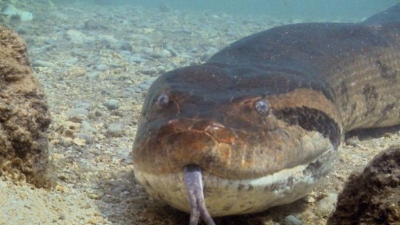 Τα γιγάντια ανακόντα του Αμαζονίου έφτασαν στο μέγιστο μέγεθος τους πριν από 12 εκατομμύρια χρόνια (Interesting Engineering)