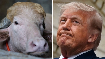 Το αλμπίνο βουβάλι «Donald Trump» γλίτωσε τη σφαγή στο παρά πέντε