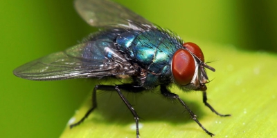 Κι όμως…οι μύγες μπορούν να σώσουν τον πλανήτη από τα απόβλητα