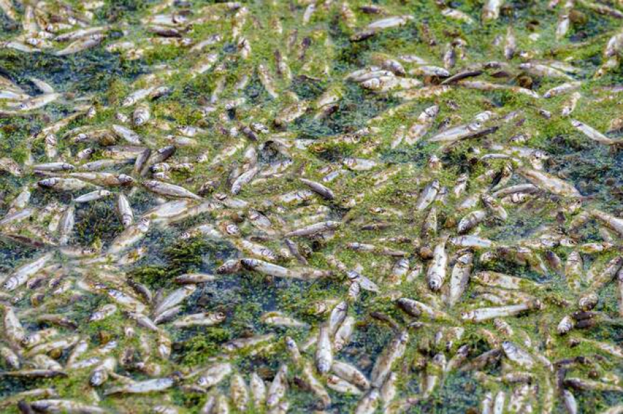 Το Ιράκ ερευνά περιστατικά μαζικών θανάτων ψαρίων στα Νότια Έλη του (Arab News)