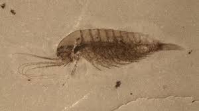 Κινέζικα απολιθώματα δείχνουν ότι τα θαλάσσια ζώα άκμασαν πριν από μισό δισεκατομμύριο χρόνια (Reuters)