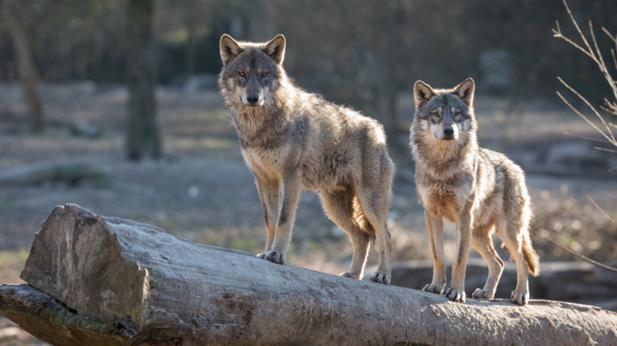Ο Αρκτούρος καταρρίπτει τους μύθους για την παρουσία λύκων στην Πάρνηθα