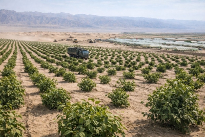 Η Κίνα καλλιεργεί φυσικό καουτσούκ στην έρημο Γκόμπι καθώς ο πόλεμος και η βιομηχανία αναδιαμορφώνει τις αλυσίδες εφοδιασμού (Interesting Engineering)
