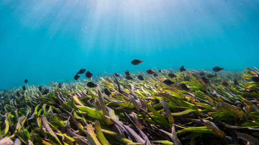 IEF: Οι ωκεανοί αποτελούν δελεαστική επιλογή αποθήκευσης άνθρακα - Δυνατότητες και κίνδυνοι