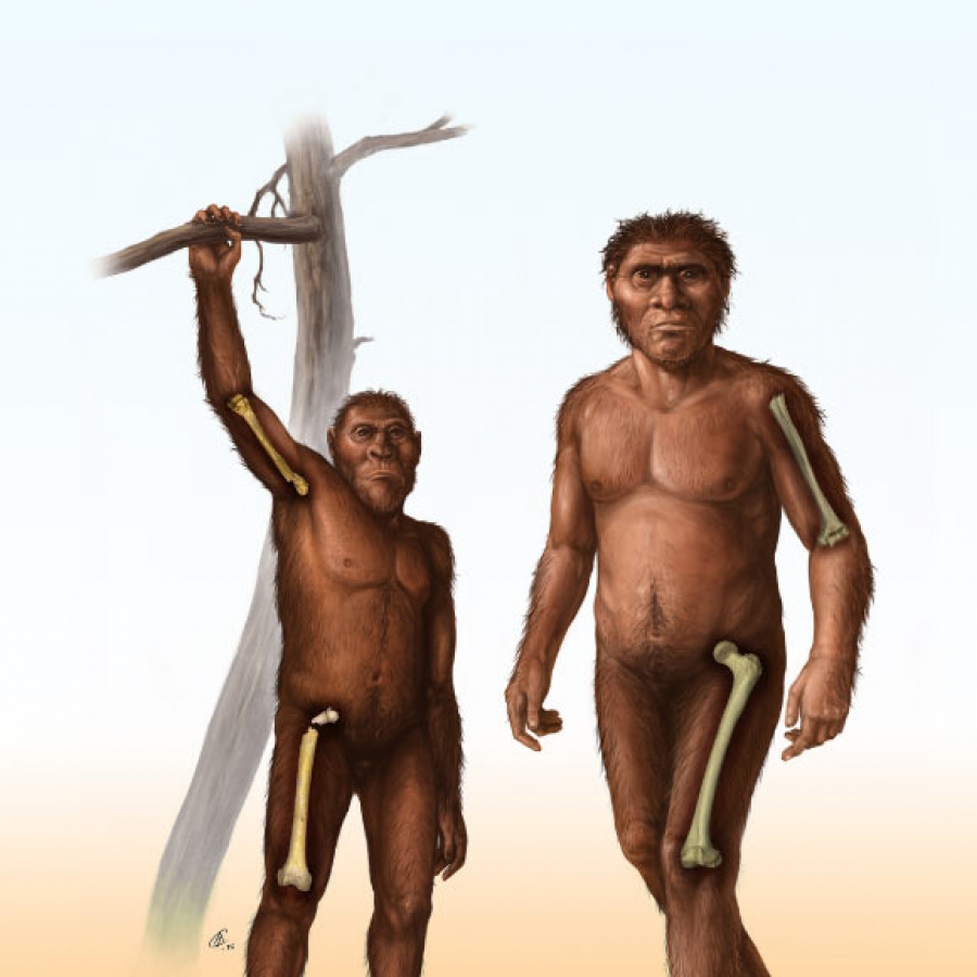 Τα απολιθώματα δείχνουν ότι ο πρώιμος Homo είχε εγκαταλείψει την αναρρίχηση στα δέντρα πριν από 1,8 εκ. χρόνια (sci.news)