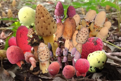 Υπάρχουν φυτά που ανθίζουν και χωρίς το φως του Ήλιου; (scitechdaily.com)