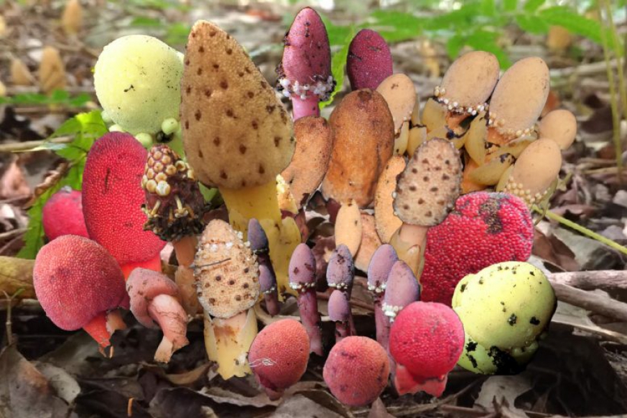 Υπάρχουν φυτά που ανθίζουν και χωρίς το φως του Ήλιου; (scitechdaily.com)