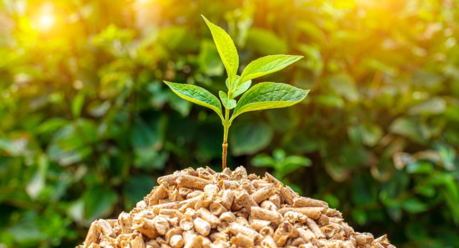 Νέα μελέτη δεσμεύει άνθρακα από την βιομάζα και φωτοσυνθετικά ζωντανά υλικά (Nature)