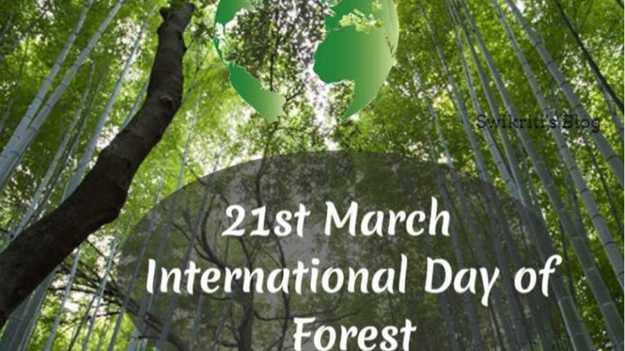 Παγκόσμια Ημέρα Δασών, 21/3: Επιτακτική ανάγκη μέτρων ενάντια στην αποδάσωση και την απώλεια βιοποικιλότητας