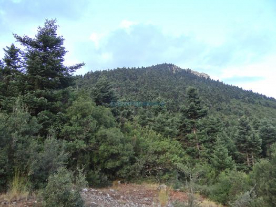 Το ελατόδασος των Καλαβρύτων κινδυνεύει από την κλιματική αλλαγή