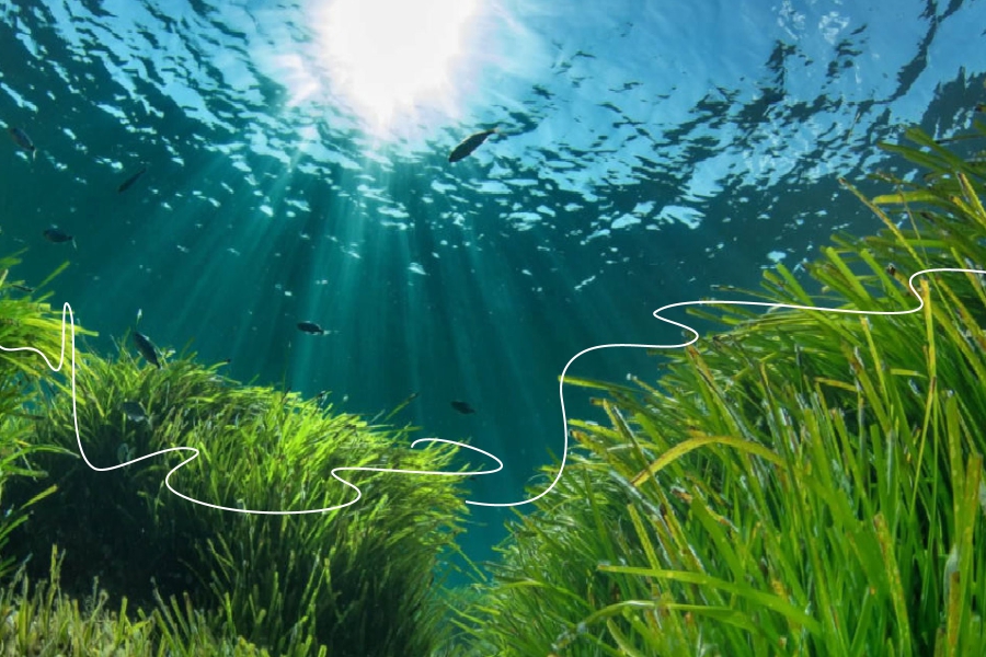 Oxford University: Μαζική υποβάθμιση των λιβαδιών Ποσειδωνίας στον Αργοσαρωνικό από τις ιχθυοκαλλιέργειες