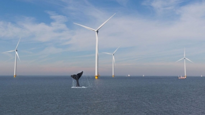 Η κλιματική αλλαγή σκοτώνει τις φάλαινες και όχι οι ανεμογεννήτριες (Eco News)