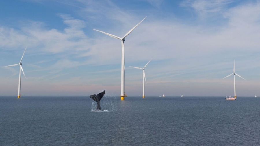 Η κλιματική αλλαγή σκοτώνει τις φάλαινες και όχι οι ανεμογεννήτριες (Eco News)