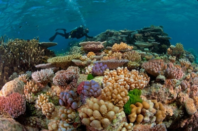 ICRI: 12 δισ. δολ. για τη χρηματοδότηση της προστασίας των κοραλλιογενών υφάλων