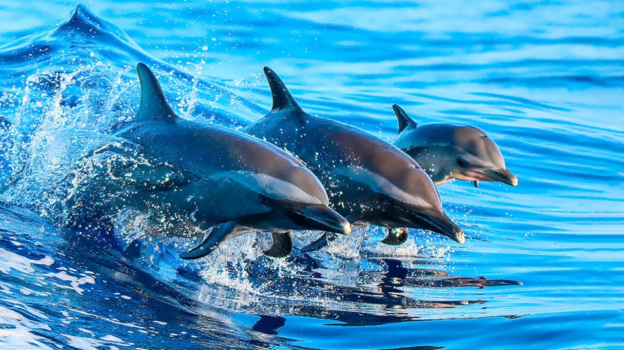 Παθαίνουν τα δελφίνια Alzheimer; (scitechdaily.com)