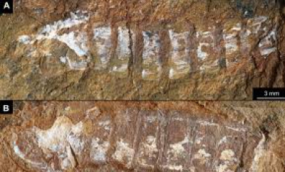 Ένα μικροσκοπικό απολίθωμα από την Αυστραλία αποκαλύπτει μια γιγαντιαία ανατροπή στην ιστορία της εξέλιξης (scitechdaily.com)