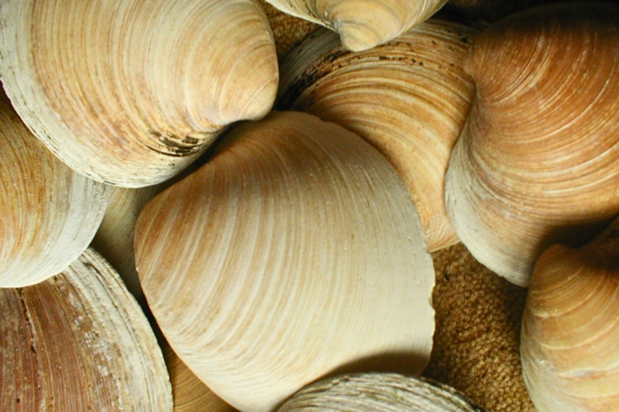 Σε σημείο καμπής βρίσκεται ο Ατλαντικός!- Οι χειμώνες της Δ.Ευρώπης έχουν σχέση με τις αχιβάδες Quahog  (discoverwildlife.com)