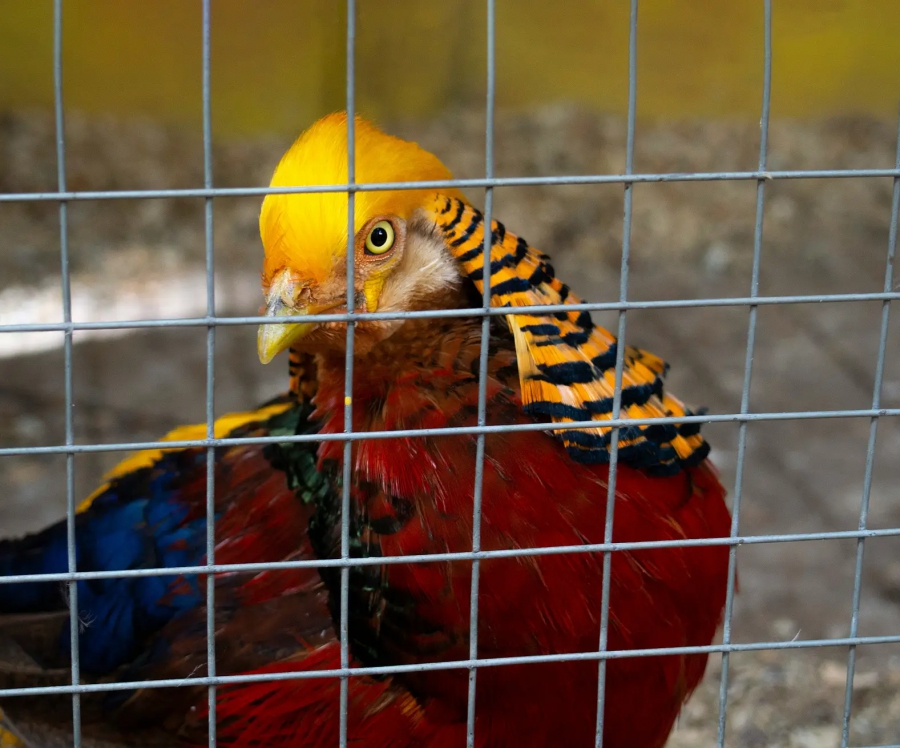 WWF Ελλάς: Το παράνομο εμπόριο άγριων ζώων μπορεί να προκαλέσει ανεπανόρθωτη ζημία στην βιοποικιλότητα