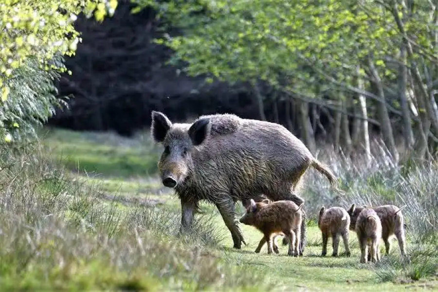 Τι συμβαίνει με τα αγριογούρουνα: Είναι καταστροφή ή μήπως μπορούν να σώσουν τον πλανήτη; (en.clickpetroleoegas.com.br)