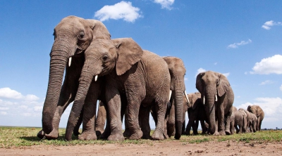 Σφυρί από κόκαλο ελέφαντα 500.000 ετών αποκαλύπτει πρώιμες ανθρώπινες δεξιότητες στην κατασκευή εργαλείων (Interesting Engineering)