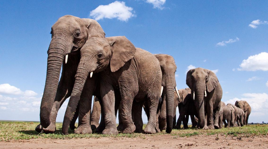 Σφυρί από κόκαλο ελέφαντα 500.000 ετών αποκαλύπτει πρώιμες ανθρώπινες δεξιότητες στην κατασκευή εργαλείων (Interesting Engineering)