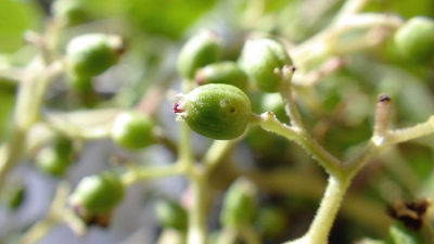 Μια σιωπηλή συμφωνία της φύσης εξηγεί γιατί τα φυτά ρίχνουν τους καρπούς τους γεμάτους μωρά σκαθαριών (scitechdaily.com)