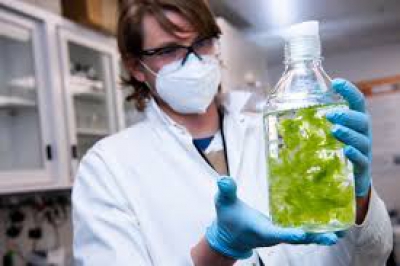 Τα φύκια του ωκεανού κρύβουν ένα μεγάλο μυστικό- Αλλάζει η εξόρυξη σπάνιων γαιών (Interesting Engineering)