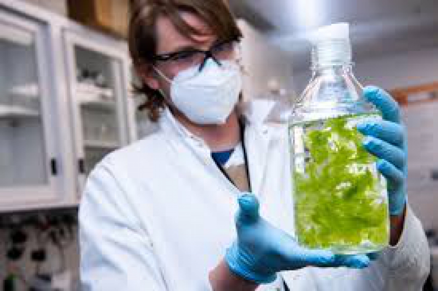 Τα φύκια του ωκεανού κρύβουν ένα μεγάλο μυστικό- Αλλάζει η εξόρυξη σπάνιων γαιών (Interesting Engineering)