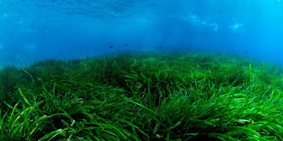 Green Tank: Θεμέλια για την Αποκατάσταση της Ποσειδωνίας - Συνάντηση με τοπικούς φορείς στην Κρήτη