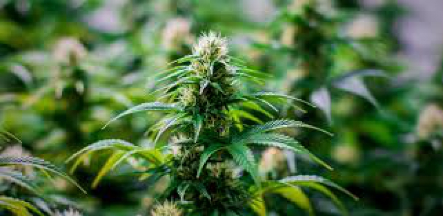 Πριν από 56 εκατομμύρια χρόνια, η Γη υπερθερμάνθηκε ξανά- Τι συνέβη με τους επικονιαστές;  (The Conversation)