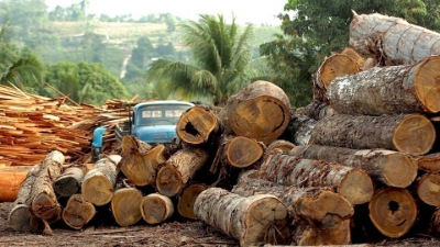 Δέσμευση παγκόσμιων ηγετών για τον τερματισμό της αποψίλωσης των δασών ως το 2030