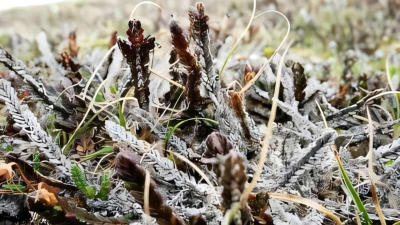 Παρατεταμένοι καύσωνες, παγετός κατά την καλλιεργητική περίοδο και θερμά χειμερινά διαστήματα αλλάζουν την Αρκτική