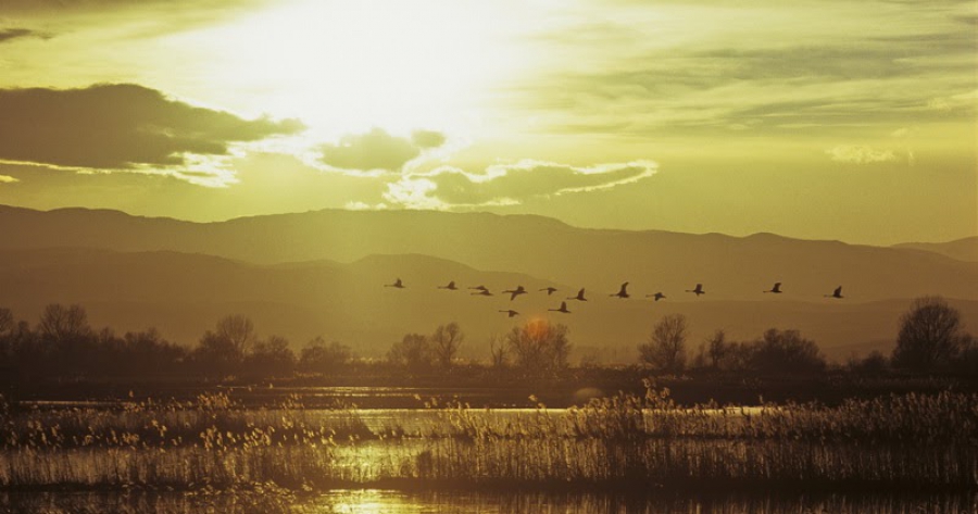 WWF: Κατακόρυφη μείωση 69% των πληθυσμών άγριας ζωής σε όλο τον πλανήτη μέσα σε λιγότερο από 50 χρόνια