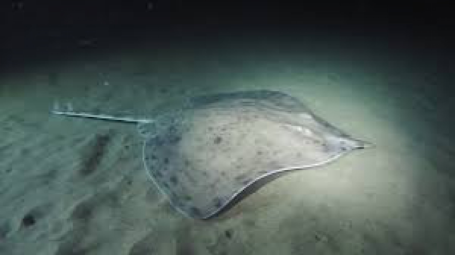 Η υποθαλάσσια γεωθερμία μπορεί να 