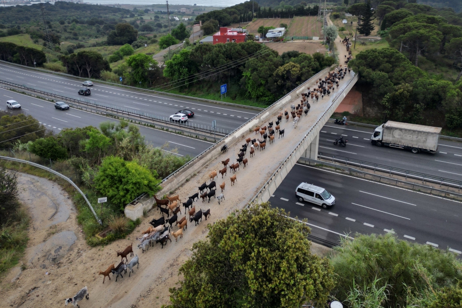 Μπορούν οι κατσίκες να βοηθήσουν στην πρόληψη των πυρκαγιών; (Reuters)