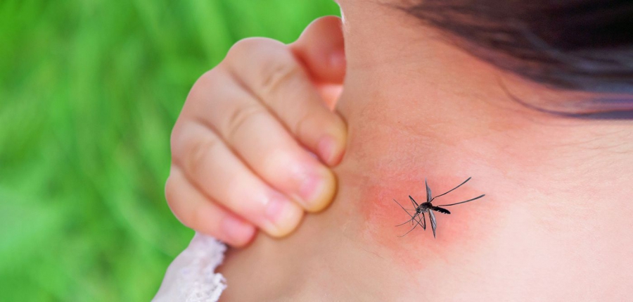 Σε επιφυλακή ο ΕΟΔΥ για τον ιό του Δυτικού Νείλου