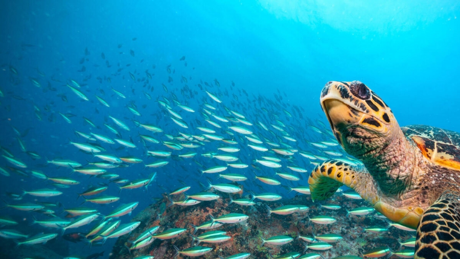 Εισάγεται στην ολομέλεια της Βουλής το νομοσχέδιο για την συμφωνία για την βιοποικιλότητα της θάλασσας