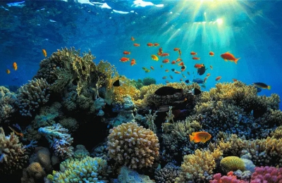 Ανησυχητικό φαινόμενο - Εξαφανίζονται μαζικά οι κοραλλιογενείς ύφαλοι