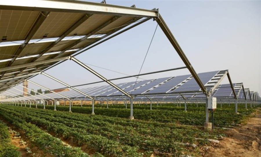 Τα αγροβολταϊκά επηρεάζουν την ποιότητα των κοντινών καλλιεργειών (thecooldown.com)