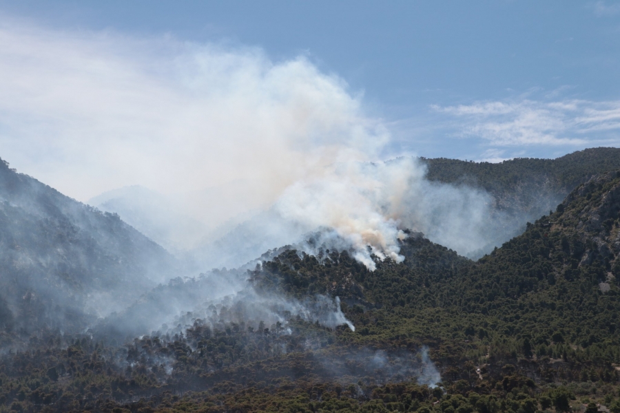 Ανεξέλεγκτη φωτιά στην Κορινθία  - Χαρδαλιάς: Από καύση υλικών σε ελαιώνα η πυρκαγιά