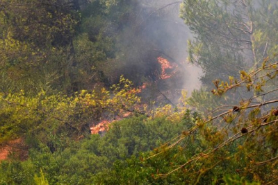 Τα αρκτικά δάση σε κίνδυνο: Δεν μπορούν πια να απορροφήσουν το διοξείδιο του άνθρακα (Reuters)